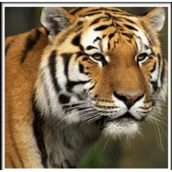 Image 1 of Тигър 25/25 см