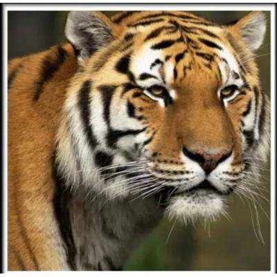 Тигър 25/25 см