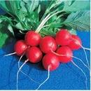 BIO reďkovka Raxe - Raphanus sativus - bio semená reďkovky - 30 ks