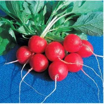 BIO reďkovka Raxe - Raphanus sativus - bio semená reďkovky - 30 ks