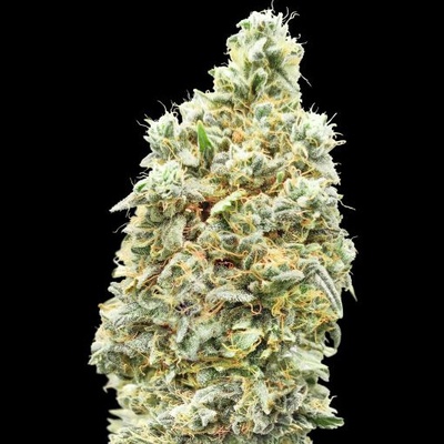 Advanced Seeds Strawberry Banana Fast semienka neobsahujú THC 1 ks