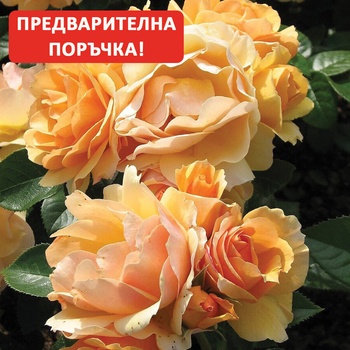 Image 1 of Tantau® Роза Hansestadt Rostock®