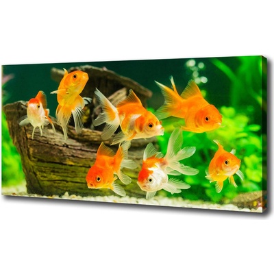 Foto obraz na plátne Zlaté rybky 100x50 cm