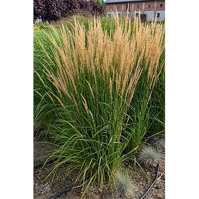 Calamagrostis acutiflora KARL FOERSTER - třtina ostrokvětá