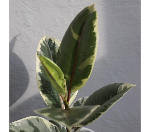 Ficus Elastica Tineke