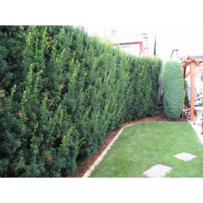 Tis prostredný Hicksii 20-30 cm - Taxus media kont. 2 l