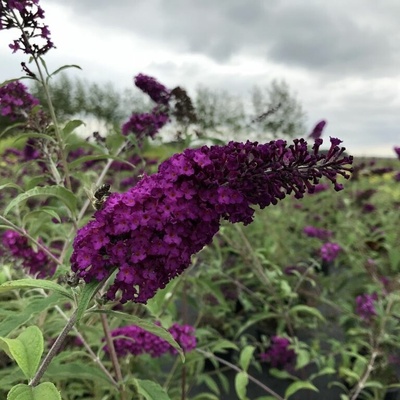 Buddleja davidii 'Royal Red' Prodejní velikost: 020/030, Velikost hrnku: 2 l
