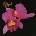 Opeth - Orchid CD