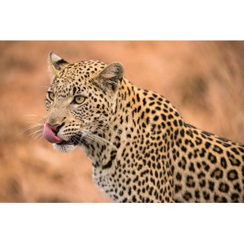 DIMEX ART s. r. o Флизелинов фототапет женски леопард 375 x 250 см