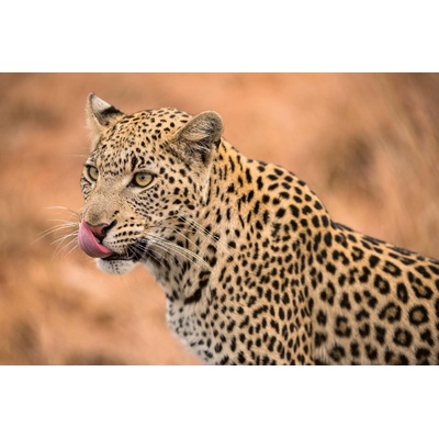 DIMEX ART Флизелинов фототапет женски леопард 375 x 250 см