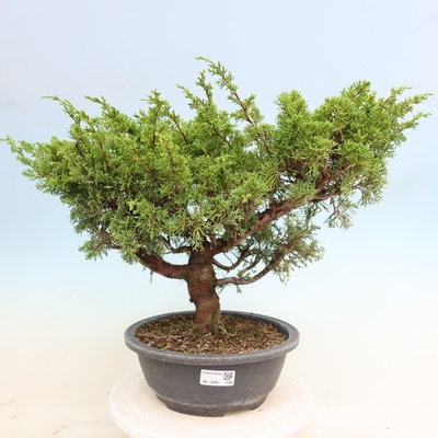 e-bonsai Venkovní bonsai - Juniperus chinensis Itoigawa-Jalovec čínský