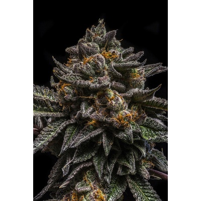 Ripper Seeds Brain Cake semena neobsahují THC 5 ks