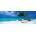 Heye - Puzzle Humboldt: Divi Divi Tree - 1 000 piese