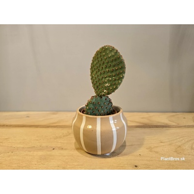 Opuntia microdasys var. rufida