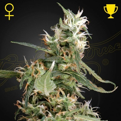 Green House Seed Arjan´s Ultra Haze #1 semienka neobsahujú THC 10 ks