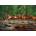 Cobble Hill - Puzzle Spring Creek Run - 1 000 piese