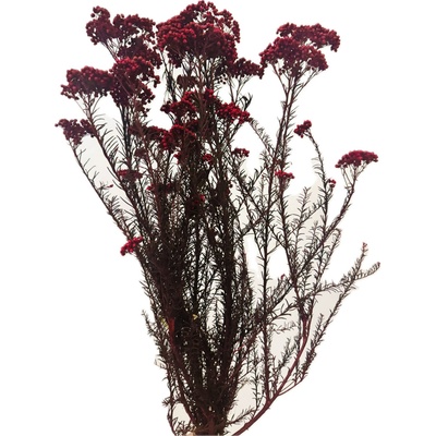 Stabilizovaný ozothamnus diosmi vínový svazek 90g-95g