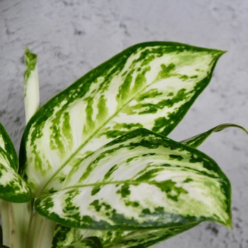 Aglaonema Polar Springtime