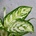 Aglaonema Polar Springtime