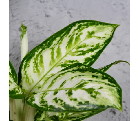 Aglaonema Polar Springtime