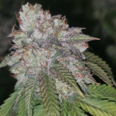 Pheno Finder Seeds Runtzosa semienka neobsahujú THC 5 ks