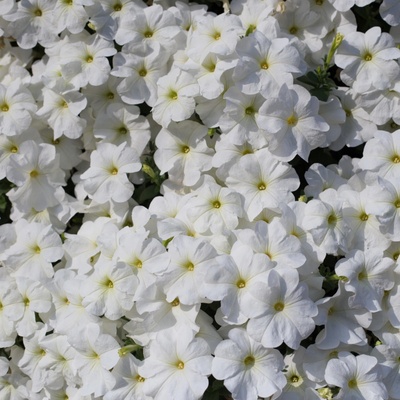Petúnie Cascata White F1 - Petunia x atkinsiana - semena petúnie - 10 ks