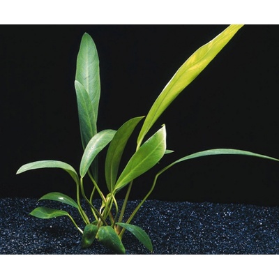 Anubias lanceolata