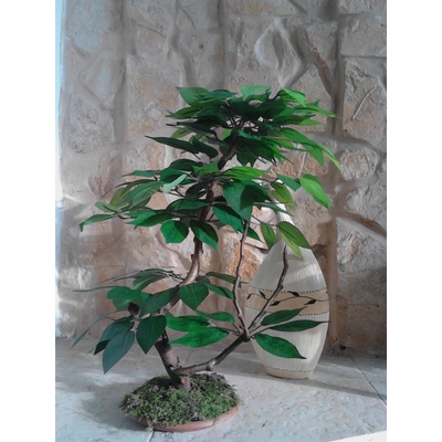 Umelý bonsaj- Fikus zelený 50 cm