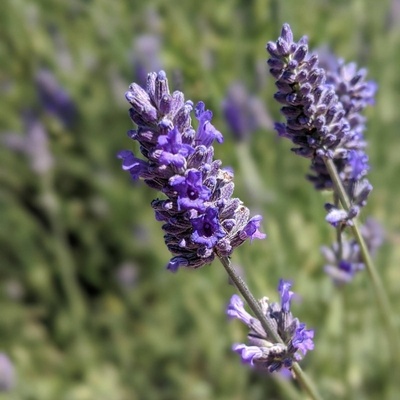 levandule-online.cz Lavandula angustifolia " Platinum Blonde " Levandule úzkolistá " Platinum Blonde "