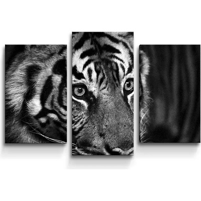 Sablio Obraz - 3-dílný Čiernobiely tiger - 75x50 cm