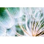 DIMEX ART Флизелинов фототапет детайли от пух от глухарче 375 x 250 см