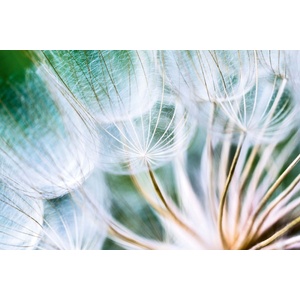 DIMEX ART Флизелинов фототапет детайли от пух от глухарче 375 x 250 см