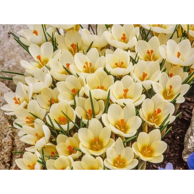 Krokus botanický Cream Beauty 15 ks v balení