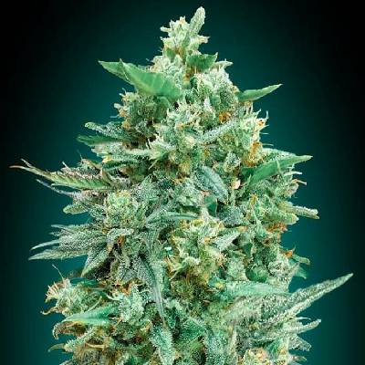 00 Seeds Bank AUTO Northern Lights XXL semena neobsahují THC 5 ks