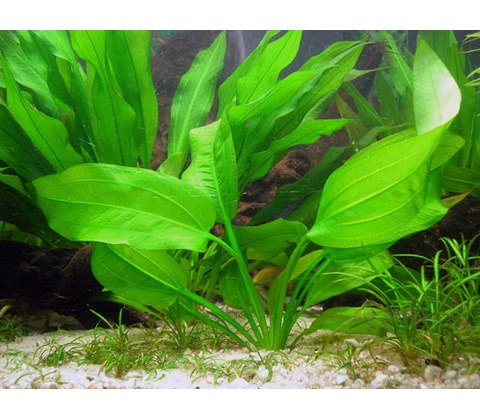 Echinodorus Horizontalis