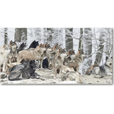 Foto-obraz fotografie na skle tropické lístím 100x50 cm