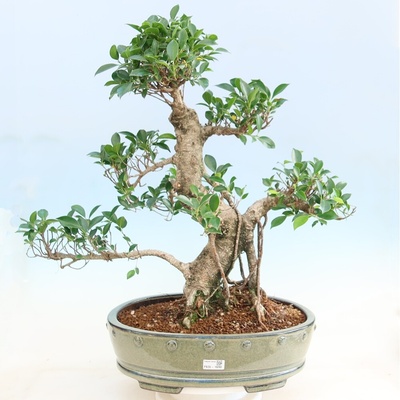 e-bonsai Pokojová bonsai - Ficus kimmen - malolistý fíkus
