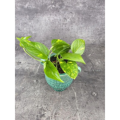 Epipremnum Auerum 8,5 cm