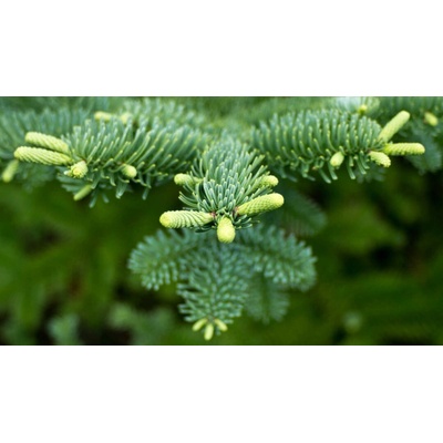 Jedľa vznešená (Abies procera) 25ks semien