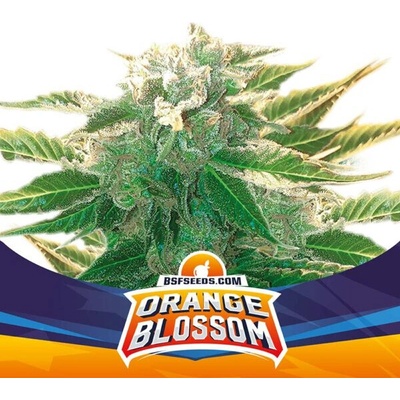 BSF Seeds Orange Blossom XXL Auto semienka neobsahujú THC 50 ks
