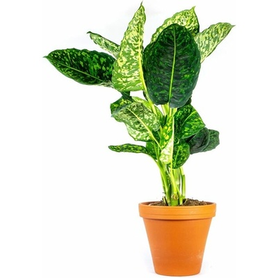 Gardners Dieffenbachia Reflector, průměr 17 cm Difenbachie, mramornatka