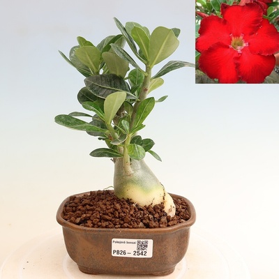 e-bonsai Pokojová bonsai - Adenium obesum Red Star - Pouštní růže
