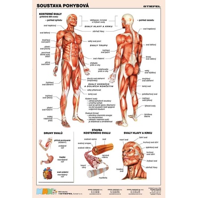 Pohybová soustava