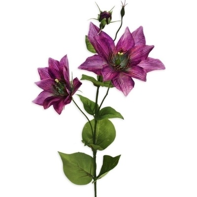 Clematis x2/11cm/81cm sv.fialová