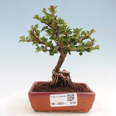 e-bonsai Venkovní bonsai - Cotoneaster horizontalis - Skalník