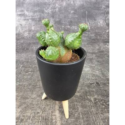 Euphorbia Globosa mini