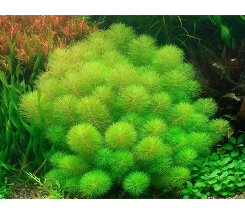Limnophila aquatica