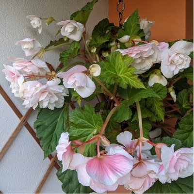 Begonie Angelique převislá - Begonia odorata - prodej cibulovin - 2 ks