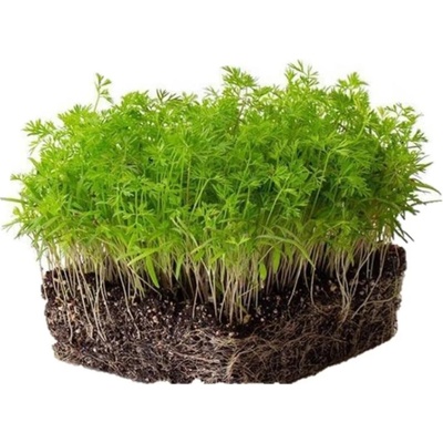 Microgreens Mrkev na microgreens, 50 g