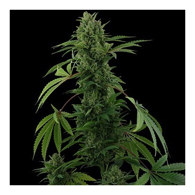 Barney's Farm Pineapple Express semena neobsahují THC 3 ks